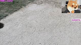 8点鹅鸭杀手游！！