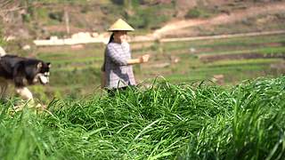 滇西小哥的美食视频