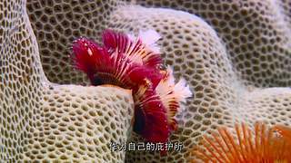 [大自然纪录片]24小时轮播