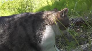 猫步走世界，萌宠24小时轮播