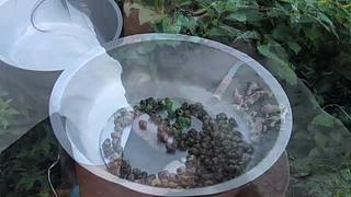 生蚝还可以这样吃