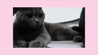 中二少女十七的直播间