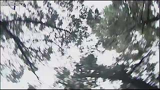 美丽的孔雀公主