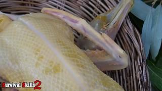 欢乐猴群纪录片