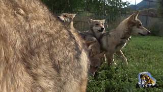 【狼王出没】欢迎围观我的新疆养狼生存！