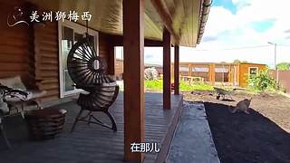 一只和人类共同生计了8年的美洲狮