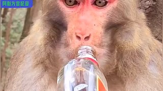 阿魁方言配音的直播间