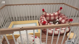 祝大家每天都有好运嘞~