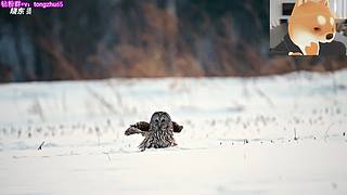 来啦来啦来啦来啦 945159