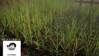 电影级画质，睡眠直播。~