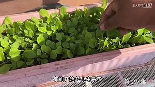 大齐赶海，又是出大货的一天