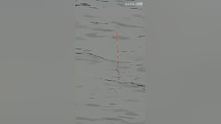 亮gnailux的直播间