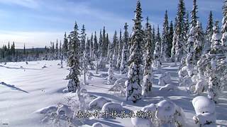 [大自然纪录片]24小时轮播