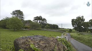 猫步走世界，萌宠24小时轮播