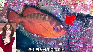 一个打的不错的御姐OvO