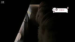 猪哥生日快乐 12756491