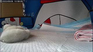 布偶宝宝出生第三天！快来萌化你！