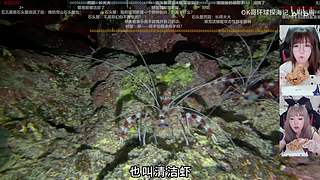 下播力，呱呱鸡