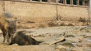 超人不会写代码的直播间