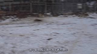 【狼王出没】欢迎围观我的新疆养狼日常！