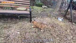 直接把狮子推下水！俄罗斯饲养员太勇敢了