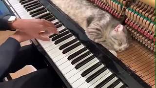 【亚巴拉辛巴】搞笑+游戏