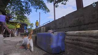 猫步走世界，萌宠24小时轮播