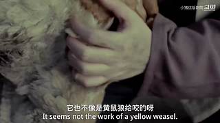 跟着小猪一起看【热剧联播】