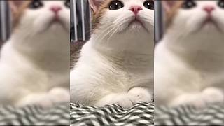 chshh的沙雕视频