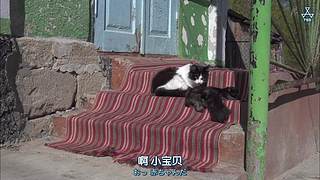 猫步走世界，萌宠24小时轮播