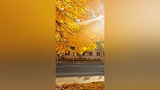 惊诧的海胆的直播间