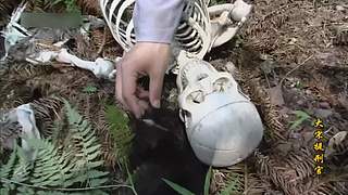 狄仁杰与宋慈:元芳真乃神人也