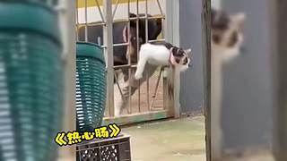 唉呀妈呀！笑抽抽了！