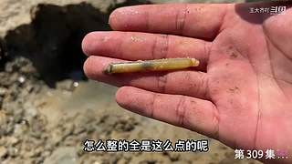 大齐赶海，又是出大货的一天