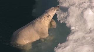 [大自然纪录片]24小时轮播