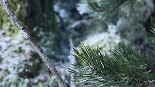 [大自然纪录片]24小时轮播