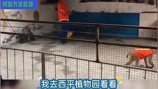 阿魁方言配音的直播间