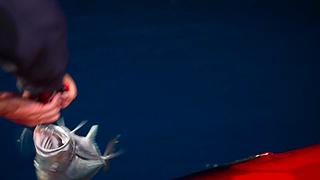 你的海南军阀给你带来最地道的赶海