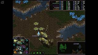 大红袍星际争霸