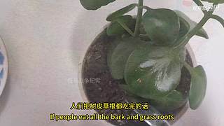 喜欢我的视频或想和我玩，请关注，打赏我哟