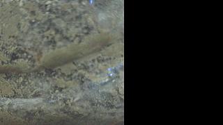 看蚂蚁窝，看写铅文41，蚂蚁被偷剩几只了