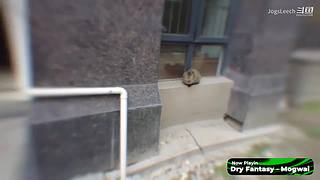 【水蛭】搞笑的东西，奇怪的点子