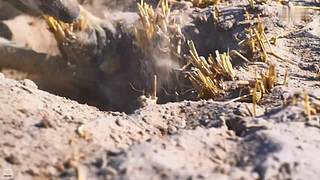 [大自然纪录片]24小时轮播