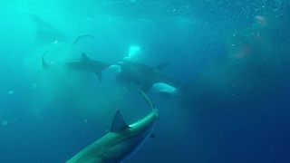 [大自然纪录片]24小时轮播