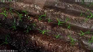 电影级画质，失眠者福音~