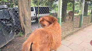 斯里兰卡真正的家今天开建山顶别墅