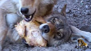 【狼王出没】欢迎围观我的新疆养狼日常！