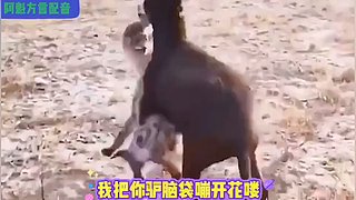 阿魁方言配音的直播间