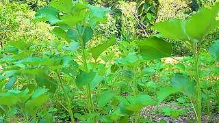 全小哥野外建造