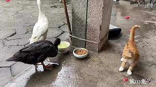 大齐赶海，又是出大货的一天